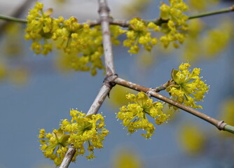 Blossoming of dogwoods , cornus mas, cornelian cherry or european cornel, Sofia, Bulgaria  