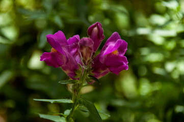 Fototapeta premium Antirrhinum majus snapdragon flowers in the garden, Sofia, Bulgaria