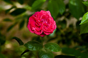 A view of a rosy rose bush in bloom, Sofia, Bulgaria   