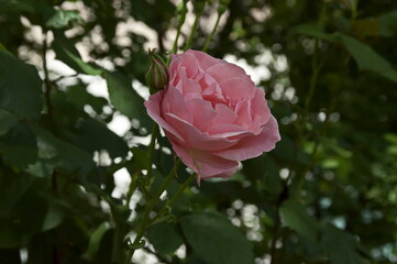 A view of a rosy rose bush in bloom, Sofia, Bulgaria   