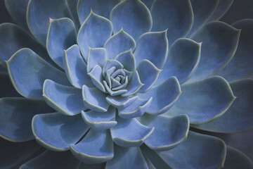 Closeup of Blue Echeveria Succulent Plant as Natural Pattern Background