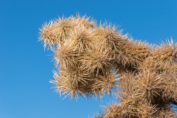 Cholla cactus against bright blue sky in Saguaro National Park