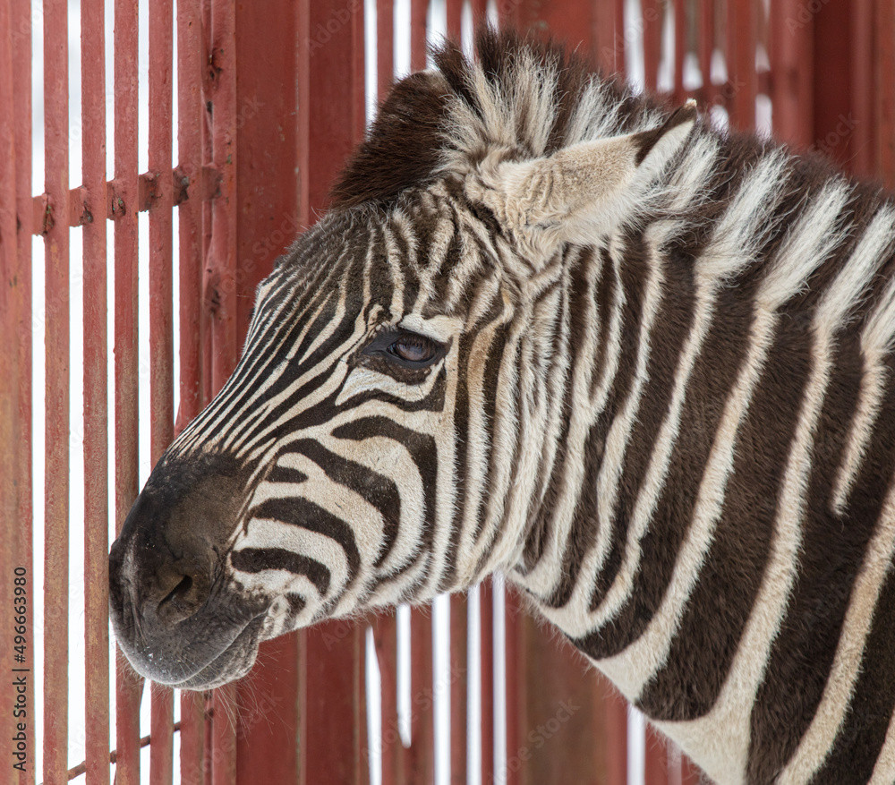 Sticker zebra in the zoo behind a metal fence.