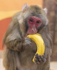 A monkey eats a banana at the zoo