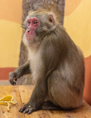 Monkey portrait in the zoo.