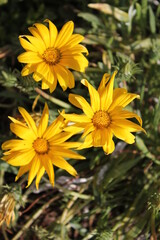 yellow flower in the garden