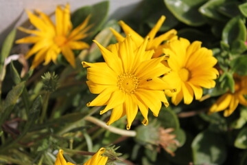 yellow flower in the garden