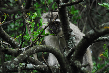 Africa- Vervet Monkey Hidden in a Tree
