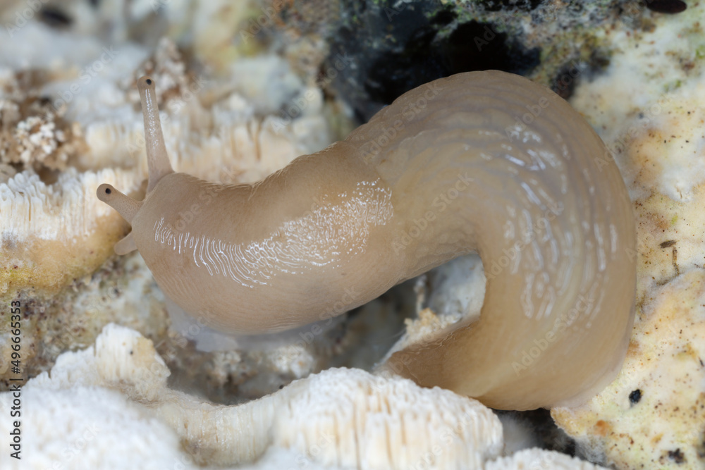 Wall mural Lemon slug, Malacolimax tenellus feeding on fungus, macro photo