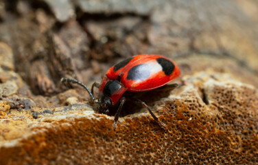 False ladybird, Endomychus coccinea feeding on fungus, macro photo
