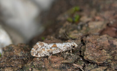 Fungus moth, Nemaxera betulinella on bark
