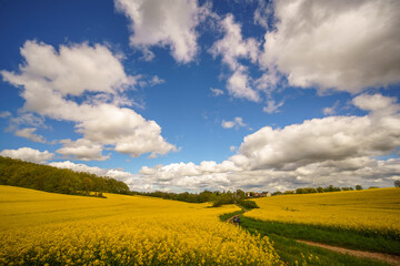 Yellow blooming rapeseed field. Canola is an agricultural plant for the production of oil and fuel. Summer landscape