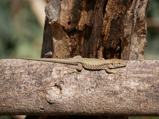 A small lizard basks in the sun on a warm spring day. The reptile moves along a tree branch. The life of reptiles in natural conditions.