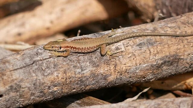 A small lizard basks in the sun on a warm spring day. The reptile moves along a tree branch. The life of reptiles in natural conditions.