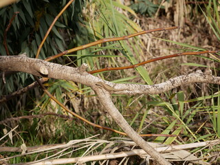 A small lizard basks in the sun on a warm spring day. The reptile moves along a tree branch. The life of reptiles in natural conditions.