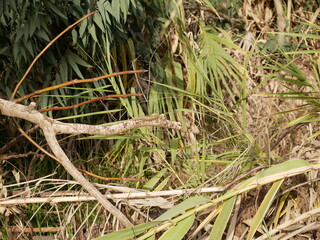A small lizard basks in the sun on a warm spring day. The reptile moves along a tree branch. The life of reptiles in natural conditions.