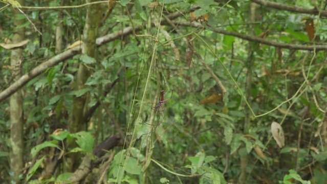A red spider, (seems to be a Golden Silk Orb-Weaver Spider) moves slowly across it's web. Zoom in and out. Filmed in Kaeng Krachan National Park, Thailand.