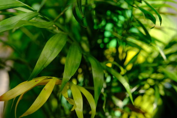 Fototapeta na wymiar Close up of green areca palm plant, indoor palm tree. Howea forsteriana, Arecaceae, Palmae. Fresh green tropical palm leaves texture background. Vertical photo