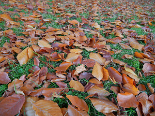 Fresh orange falling leaves of black beech
