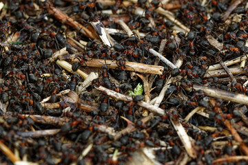 Fourmis en gros plans qui travaillent sur la fourmilière