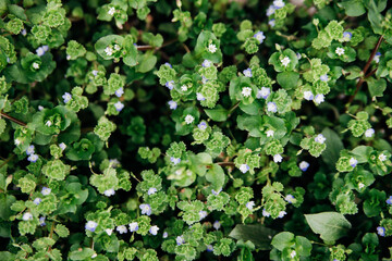 Natural background of small blue flowers among green leaves. Beauty is in nature. The concept of the onset of spring and warmth.