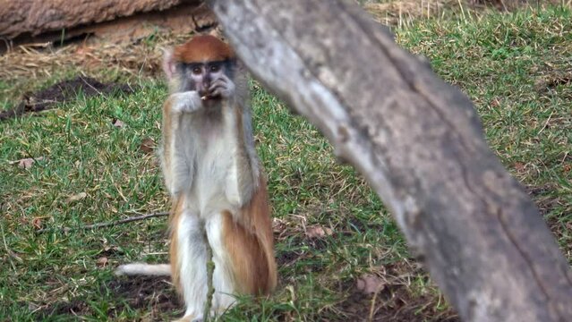 The patas monkey (Erythrocebus patas), also known as the wadi monkey or hussar monkey