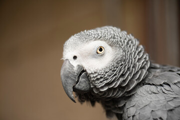Retrato, cabeza de loro gris africano mirando de cerca