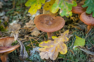 Breast boletus grow. Edible mushrooms background. Forest in autumn. Nature fall. Collect mushrooms....