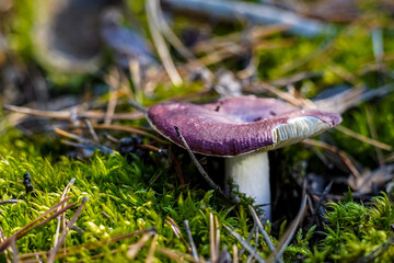 Russula with purple hat. Boletus grow. Edible mushrooms background. Forest in autumn. Nature fall. Collect mushrooms. Mushroom.