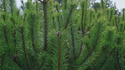 Green Branches Spruce Coniferous Tree