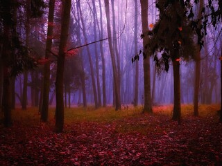 Unearthy magical forest in thick fog. Red atmospheric forest in the morning. Paranormal dark woods. 