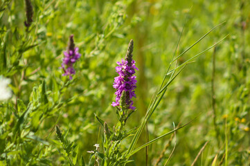 Closeup of purple loosestrife in bloom with selective focus on foreground