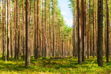 Coniferous green pine forest landscape in summer, Karelia, Russia