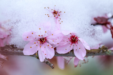 Schneebedeckte Blutpflaumenblüten (Prunus spec.) - später Kälteeinbruch, sog. Märzwinter, April 2022, Baden-Württemb. | Prunus flower with snow, late frost