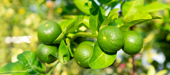 Panorama closeup of lime in the garden with light of morning sunrise