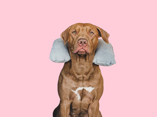 Fototapeta premium Lovable, pretty brown puppy and air travel pillow. Travel preparation and planning. Close-up, indoors. Studio photo, isolated background. Concept of recreation, travel and tourism