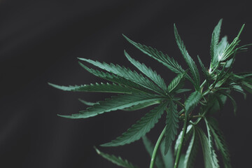 Naklejka na ściany i meble Large leaves of marijuana on a black background. Growing medical cannabis. Hemp CBD, cannabis cultivation, marijuana leaves, light leakage of color tones.