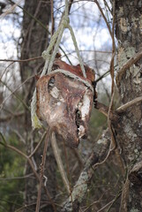 Horror movie scene- deer skull tied to tree with rope. Gore gory scary halloween decorations