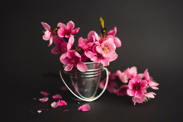 Peach pink flowers in a bucket on a black background, Spring flowers isolated on black