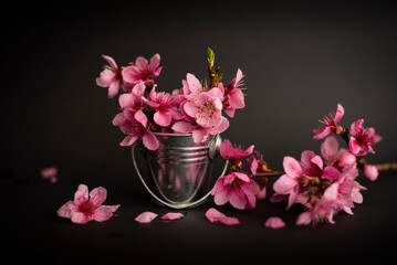 Peach pink flowers in a bucket on a black background, Spring flowers isolated on black