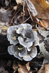 Trametes versicolor, or turkey tail mushroom, growing on a hardwood log on the forest floor. Edible medicinal turkey tail mushroom macro close up isolated.