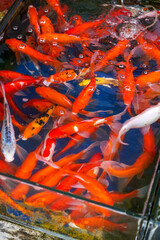 Close-up of big koi raised in fish tank