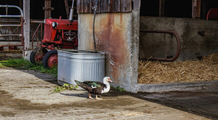 farm scene - tractor and shed with duck walking by 