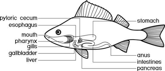 Coloring page with scheme of structure of fish digestive system. Educational material with structure of perch (Perca fluviatilis) for biology lesson