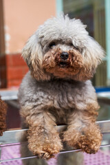 Close-up of a cute poodle in a pet store