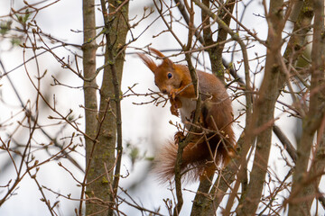 Eichh&ouml;rnchen (Sciurus vulgaris)