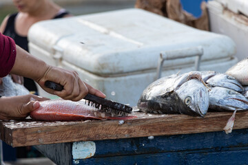 Fisherman hand cleaning fish skin