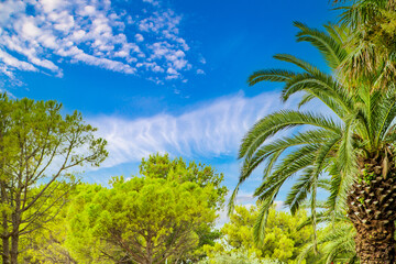 Fototapeta na wymiar trees and palm trees with green leaves on a background of blue sky with clouds. rest time.