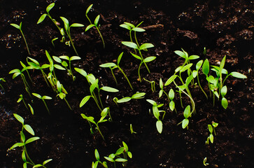 Green sprout growing in the ground. Крупный план, селективный фокус.