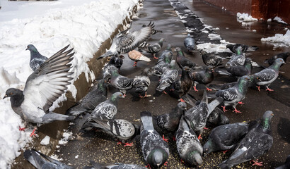 city pigeons on a spring day in search of food and spring warmth 